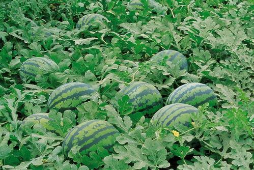 临沧网红吃瓜群微信号是什么,临沧网红吃瓜群微信号背后的故事