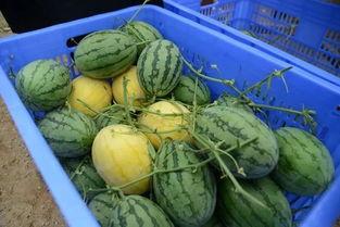 临沧网红吃瓜群微信号是什么,临沧网红吃瓜群微信号背后的故事