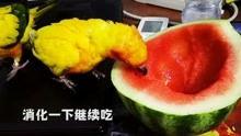66吃瓜官网入口,独家入口带你畅游娱乐圈