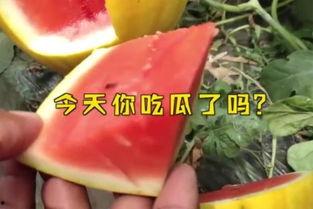 985fun吃瓜官网,带你领略校园热点风云
