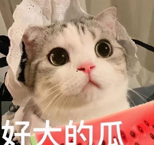 网红吃瓜恐龙,趣味横生引发网友热议