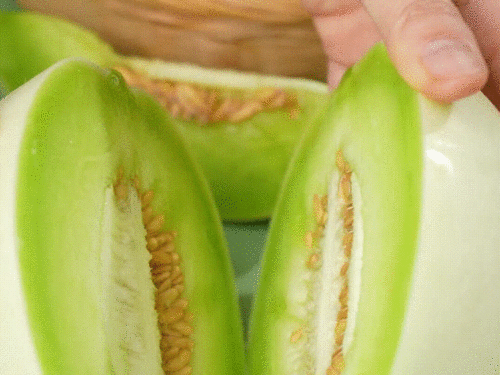 51吃瓜蘑菇吃瓜官网