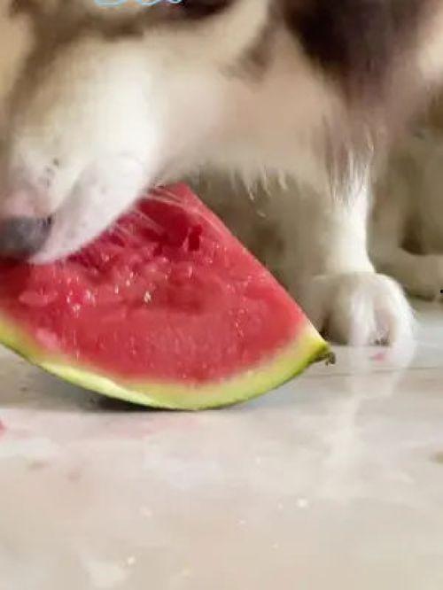 狗狗可以吃网红瓜吗,狗狗能否品尝网红瓜果的甜蜜诱惑?